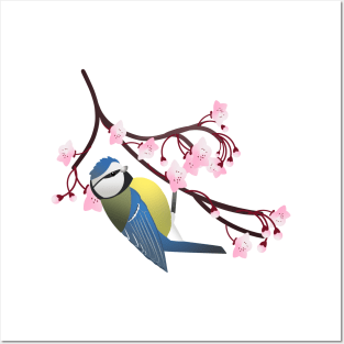 Blue tit and cherry blossom Posters and Art